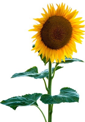 sunflower-new